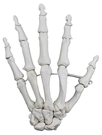 Hbarsci Hbarsci Modelo De Hueso De Mano Articulado A La Izquierda Replica De Hueso Humano Anatomicamente Precisa Amazon Es Amazon Es