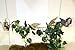 MagNaturals 37101 Jungle Vine Bridge