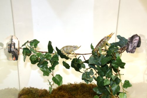 Magnaturals 37101 Jungle Vine Bridge
