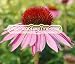 1000 PURPLE CONEFLOWER Echinacea Purpurea Flower Seeds