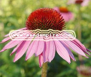 1000 PURPLE CONEFLOWER Echinacea Purpurea Flower Seeds 1000 PURPLE CONEFLOWER Echinacea Purpurea Flower Seeds