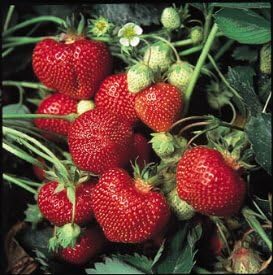 Homely Bonsai Seeds Alexandria Everbearing Strawberry Fruit 30 Stratisfied Berry