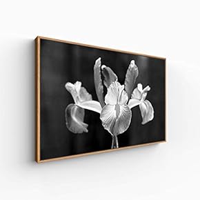 Canvas Wall Art for Living Room, Bedroom Monochrome Plants Framed Canvas Prints for Home Decoration Ready to Hang - 16x24 inches