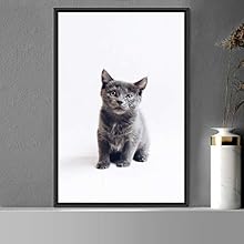signwin Framed Canvas Wall Art Cat Animals Cat Chic Multicolor Photography Urban - 24x36 inches