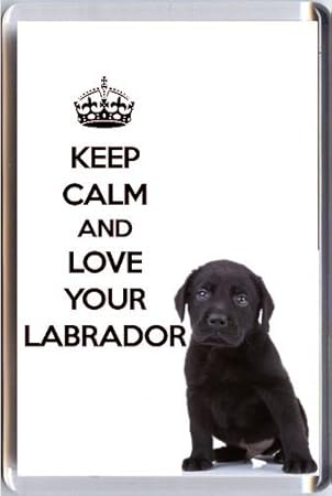 imán labrador retriever