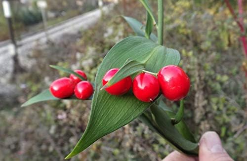 Mouse Thorn - Horse Tongue Lily (Ruscus hypoglossum) 10 FRESH SEEDS