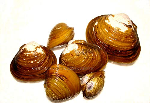 Priadi Sanjaya New 20 Live Freshwater Clam Pond Aquarium Filter Feeder Water Clarifier Captive Bred