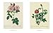 The Roses: Pierre-Joseph Redoute, 1759-1840