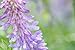 Hairy Vetch (1 LB)