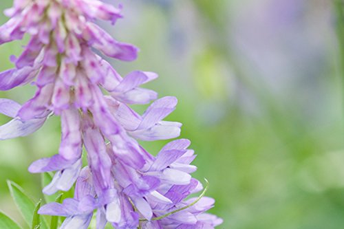 Hairy Vetch (1 LB) Hairy Vetch (1 LB)
