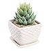 MyGift Contemporary White Ceramic Succulent Planter Flower Pot w/Decorative Wavy Coil Design & Drainage Plate