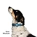 “Classic Comfort Dog Collar Premium Nylon Neoprene Padded Dog Collar for Medium Sized Dog Comfortable Collar for Your Dog by Wagtime Club (Bright Blue) M.