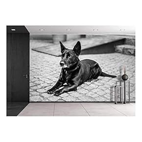 Black Dog Lying on The Ground - Removable Wall Mural | Self-Adhesive Large Wallpaper - 66x96 inches