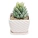 MyGift Contemporary White Ceramic Succulent Planter Flower Pot w/Decorative Wavy Coil Design & Drainage Plate