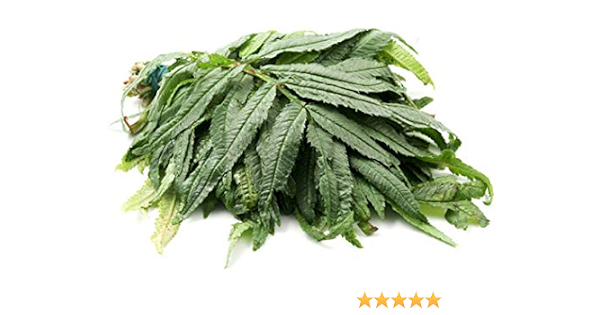 Papcool 0 Huacatay S Menta Negra Peruana M1000 Menta Dicinal Culinaria Tajetes Minuta G Patio Cesped Y Jardin Amazon Com