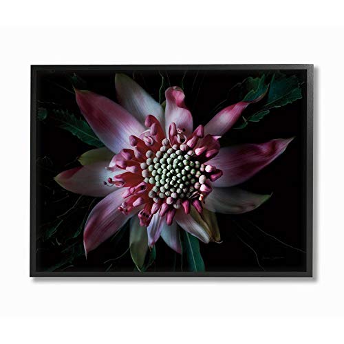Stupell Industries Close Up Flower Pistil Details Pink Black Nature Photograph
