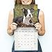 Boston Terrier Calendar 2020 - Dog Breed Calendar - Wall Calendar 2019-2020