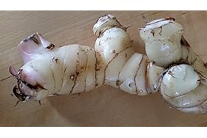 SUPTMAX Fresh Galangal 8 oz.