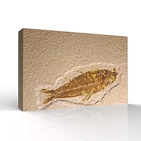 Vintage Animal Fish Fossil Living Room Poster