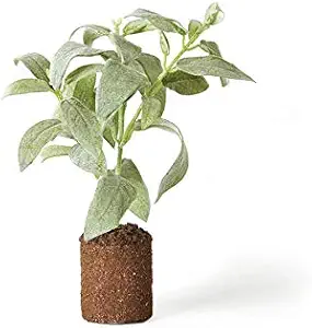 Napa Home & Garden Sage 9