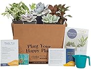 Costa Farms Live Indoor Plants Monthly Subscription Box - Easy Care Clean Air Houseplants, Succulents, Cacti M