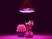 TaoTronics Led Grow lights Bulb, Grow Lights Indoor Plants, Grow Lamp Hydroponics Greenhouse Organic, Plant Lights (E26 12w 3 Bands)
