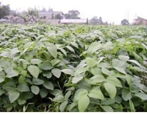 Amazon 種 だだちゃ豆 枝豆 完全無農薬 無化学肥料 2k 無農薬 だだちゃ豆 えだ豆 だだちゃ豆 通販