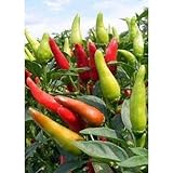 Santaka Pepper - A Very Popular Japanese Pepper