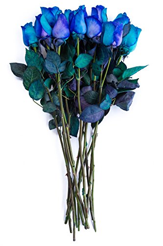 12 Stems - Fresh Cut Blue Lollipop Roses from Flower Explosion