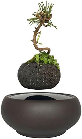 magnetic levitation potted plant floating air bonsai tree pot garden beautiful gifts for men