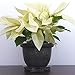 Decorative Plastic Flower Pot for Indoor and Outdoor Use