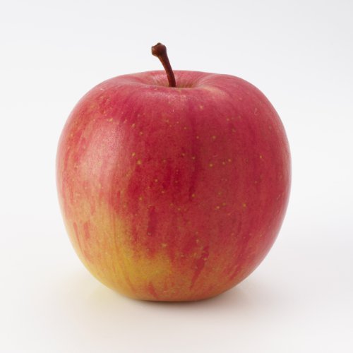Fuji Apple Tree - Semi-Dwarf - Healthy Established - 1 Gallon Trade Pot - 1 each by Growers Solution