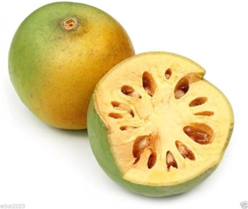 INDIAN BAEL Seeds a.K.a Bengal Quince, Golden Apple, Stone Apple, Aegle marmelos(25 Seeds)