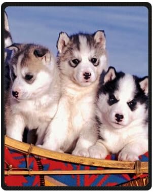 husky puppies that stay small