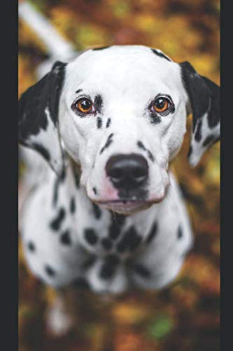 DALMATION: Dog Days Journal (Diary, Notebook), Doodling for Dog People.