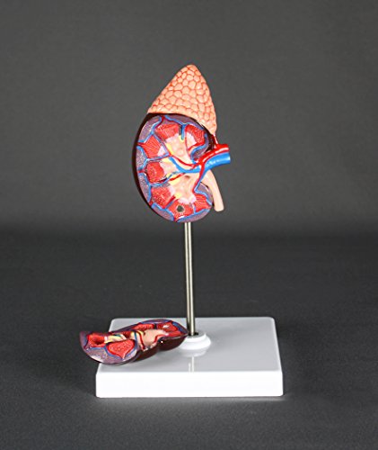image for Vision Scientific Life-Size Kidney Model - Median Sagittal Sectioned -