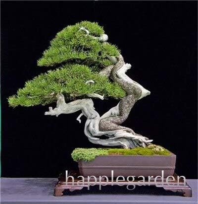 Honic 100 Pcs Dawn Redwood Forest Bonsai Metasequoia Glyptostroboides Grow Your Own Bonsai Tree For Home Garden 6 Amazon Co Uk Kitchen Home