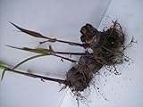 Sugarcane Plants for Sale Root Stock Organic 4 Germinated Purple/red/black