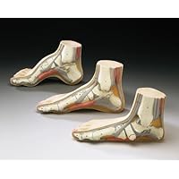 Foot Model Set - Flat Arched and Normal