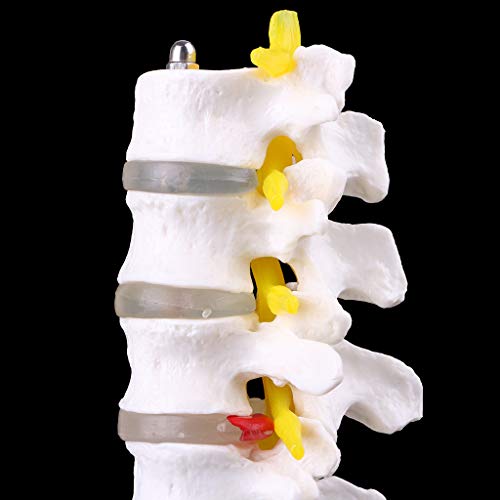 Abicial Anatomical Lumbar Vertebrae Model Caudal Vertebra Anatomy Medical Teaching Tool