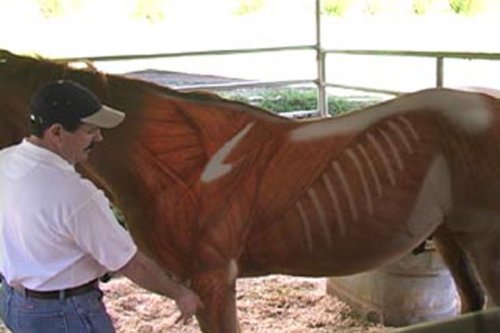 Equine Massage for Performance Horses DVD - //medicalbooks.filipinodoctors.org
