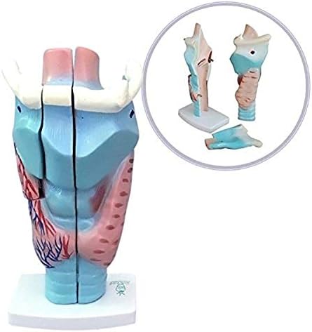 SHUAI Professional Magnified Human Larynx Simulation Model Medical Anatomy 16 Cm * 14 Cm * 24 Cm Detachable