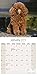 2025 2026 Poodle Calendar - Dog Breed Monthly Wall Calendar - 12