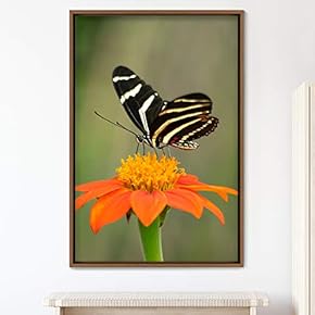 signwin Framed Canvas Wall Art Butterfly Expressive Farmhouse/Country...