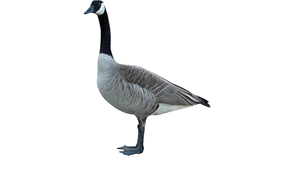 canada goose return policy 40
