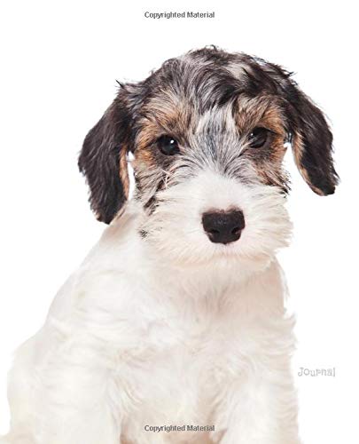 Terrier Mix Sealyham Terrier Price Sealyham Terrier Puppies 2025