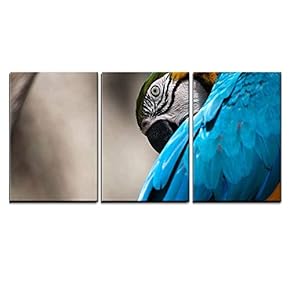 Blue and Yellow Macaw Perched on a Tree...