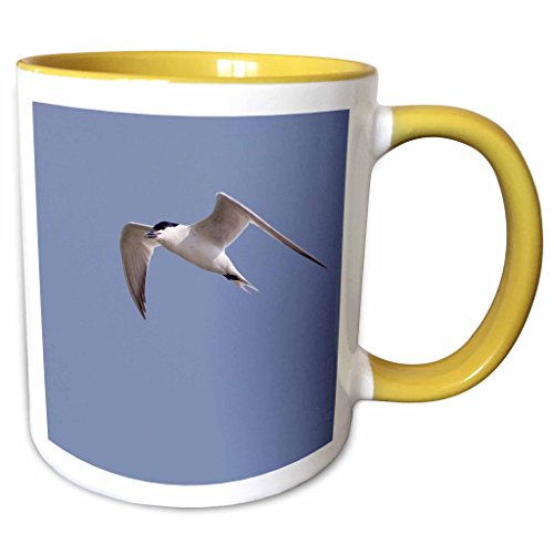 3dRose Danita Delimont - Birds - Gull-billed Tern, bird, Rio Grande Valley, Texas - NA02 RNU0141 - Rolf Nussbaumer - 11oz Two-Tone Yellow Mug (mug_84266_8)