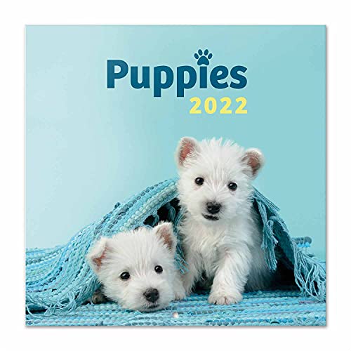 Puppies Blue