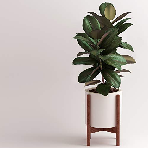 Fox & Fern Modern Plant Stand - Walnut - EXCLUDING 10" White Ceramic Plant Pot